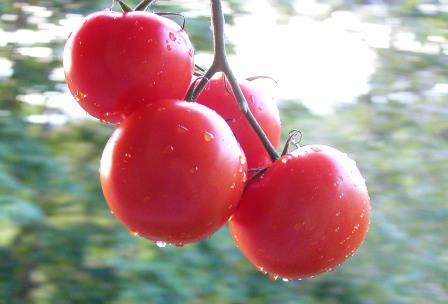 Wet, sunlit, fresh, vine-ripe tomatoes flying through the air toward an imagined knife.